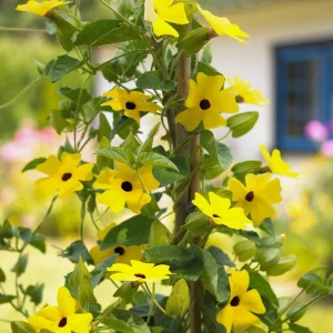 Black Eyed Susan Vine 'Yellow Dark Eye' Live Plant - Yellow Flowers, 8-12