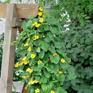Black Eyed Susan Vine 'Yellow Dark Eye' Live Plant - Yellow Flowers, 8-12