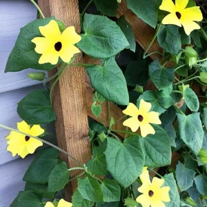 Black Eyed Susan Vine 'Yellow Dark Eye' Live Plant - Yellow Flowers, 8-12