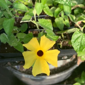Black Eyed Susan Vine 'Yellow Dark Eye' Live Plant - Yellow Flowers, 8-12
