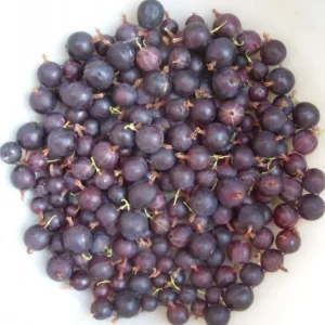 Black Gooseberry Bush Live Plant – Fruiting Shrub – 6-12 inches Tall – Zone 3-8 Outdoor - Image 2