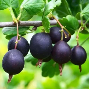 Black Gooseberry Bush Live Plant – Fruiting Shrub – 6-12 inches Tall – Zone 3-8 Outdoor - Image 3