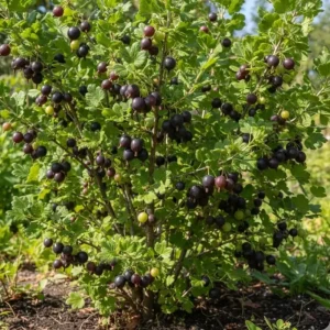 Black Gooseberry Bush Live Plant – Fruiting Shrub – 6-12 inches Tall – Zone 3-8 Outdoor - Image 4
