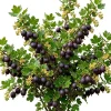 Black Gooseberry Bush Live Plant – Fruiting Shrub – 6-12 inches Tall – Zone 3-8 Outdoor - Image 1