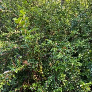 Black Huckleberry Live Plant – Shrub with Sweet Berries – 5 Inch Pot – Outdoor - Image 3