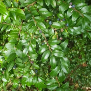 Black Huckleberry Live Plant – Shrub with Sweet Berries – 5 Inch Pot – Outdoor - Image 4