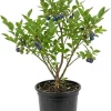 Black Huckleberry Live Plant – Shrub with Sweet Berries – 5 Inch Pot – Outdoor - Image 1