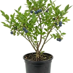 Black Huckleberry Live Plant – Shrub with Sweet Berries – 5 Inch Pot – Outdoor - Image 1