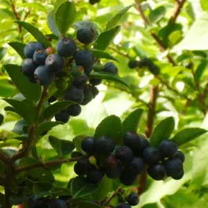 Black Huckleberry Live Plant – Shrub with Sweet Berries – 5 Inch Pot – Outdoor - Image 5
