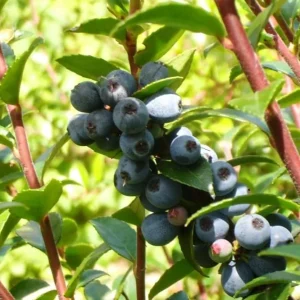 Black Huckleberry Live Plant – Shrub with Sweet Berries – 5 Inch Pot – Outdoor - Image 6