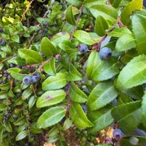 Black Huckleberry Live Plant – Shrub with Sweet Berries – 5 Inch Pot – Outdoor - Image 7