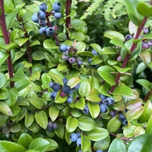 Black Huckleberry Live Plant – Wild Sweet Berries – 3 Inch Pot – Outdoor Shrub - Image 2
