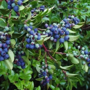 Black Huckleberry Live Plant – Wild Sweet Berries – 3 Inch Pot – Outdoor Shrub - Image 5
