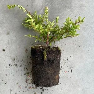 Black Huckleberry Live Plant – Wild Sweet Berries – 3 Inch Pot – Outdoor Shrub - Image 6