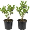 Black Huckleberry Live Plant – Wild Sweet Berries – 3 Inch Pot – Outdoor Shrub - Image 1