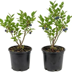 Black Huckleberry Live Plant – Wild Sweet Berries – 3 Inch Pot – Outdoor Shrub - Image 1
