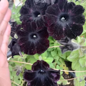 Black Magic Petunia Live Plant – 6 Inch Pot – Dark Purple Flowers - Image 2