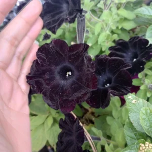 Black Magic Petunia Live Plant – 6 Inch Pot – Dark Purple Flowers - Image 3