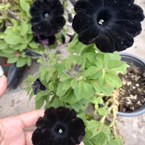 Black Magic Petunia Live Plant – 6 Inch Pot – Dark Purple Flowers - Image 4