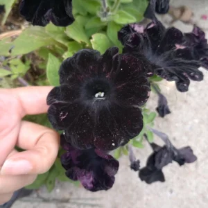 Black Magic Petunia Live Plant – 6 Inch Pot – Dark Purple Flowers - Image 1