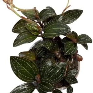 Black Orchid Plant Ludisia Discolor Live Houseplant - 2.5