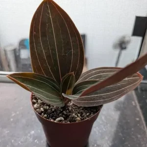 Black Orchid Plant Ludisia Discolor Live Houseplant - 2.5