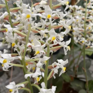 Black Orchid Plant Ludisia Discolor Live Houseplant - 2.5