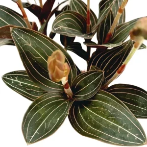 Black Orchid Plant Ludisia Discolor Live Houseplant - 2.5