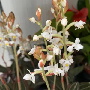 Black Orchid Plant Ludisia Discolor Live Houseplant - 2.5
