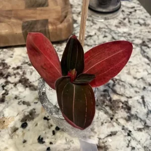 Black Orchid Plant Ludisia Discolor Live Houseplant - 2.5