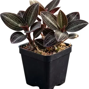 Black Orchid Plant Ludisia Discolor Live Houseplant - 2.5