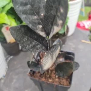 Black Raven ZZ Plant Live Houseplant – Zamioculcas Zamiifolia, Rare, 6 in - Image 2