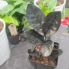 Black Raven ZZ Plant Live Houseplant – Zamioculcas Zamiifolia, Rare, 6 in - Image 1