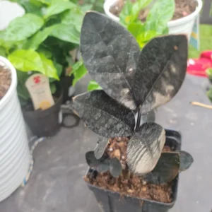 Black Raven ZZ Plant Live Houseplant – Zamioculcas Zamiifolia, Rare, 6 in - Image 1