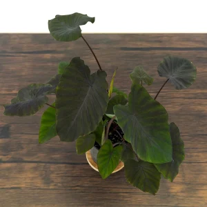 Black Ruffles Colocasia Live Plant - Elephant Ear, 1 Gallon Pot, Indoor/Outdoor - Image 10