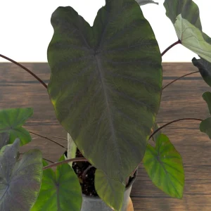 Black Ruffles Colocasia Live Plant - Elephant Ear, 1 Gallon Pot, Indoor/Outdoor - Image 11