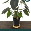 Black Ruffles Colocasia Live Plant - Elephant Ear, 1 Gallon Pot, Indoor/Outdoor - Image 1