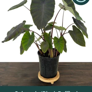 Black Ruffles Colocasia Live Plant - Elephant Ear, 1 Gallon Pot, Indoor/Outdoor - Image 1