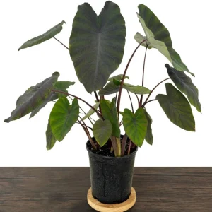 Black Ruffles Colocasia Live Plant - Elephant Ear, 1 Gallon Pot, Indoor/Outdoor - Image 7