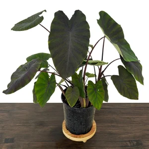 Black Ruffles Colocasia Live Plant - Elephant Ear, 1 Gallon Pot, Indoor/Outdoor - Image 8