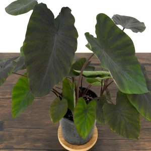 Black Ruffles Colocasia Live Plant - Elephant Ear, 1 Gallon Pot, Indoor/Outdoor - Image 9