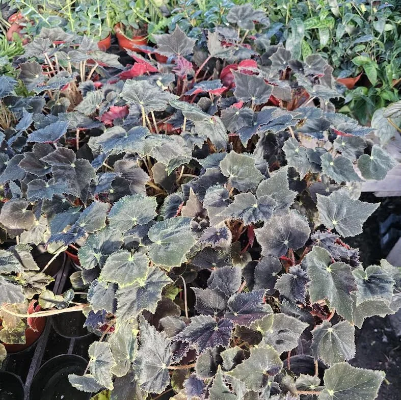 Black Velvet Begonia Live Plant – Fuzzy Leaf Indoor Houseplant – 4" Pot - Image 2