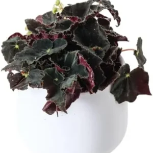 Black Velvet Begonia Live Plant – Fuzzy Leaf Indoor Houseplant – 4
