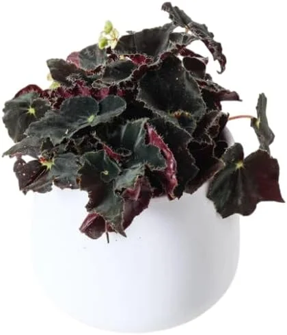 Black Velvet Begonia Live Plant – Fuzzy Leaf Indoor Houseplant – 4" Pot - Image 3