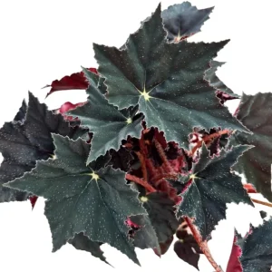Black Velvet Begonia Live Plant - Fuzzy Leaf Indoor Begonia Plant, 4