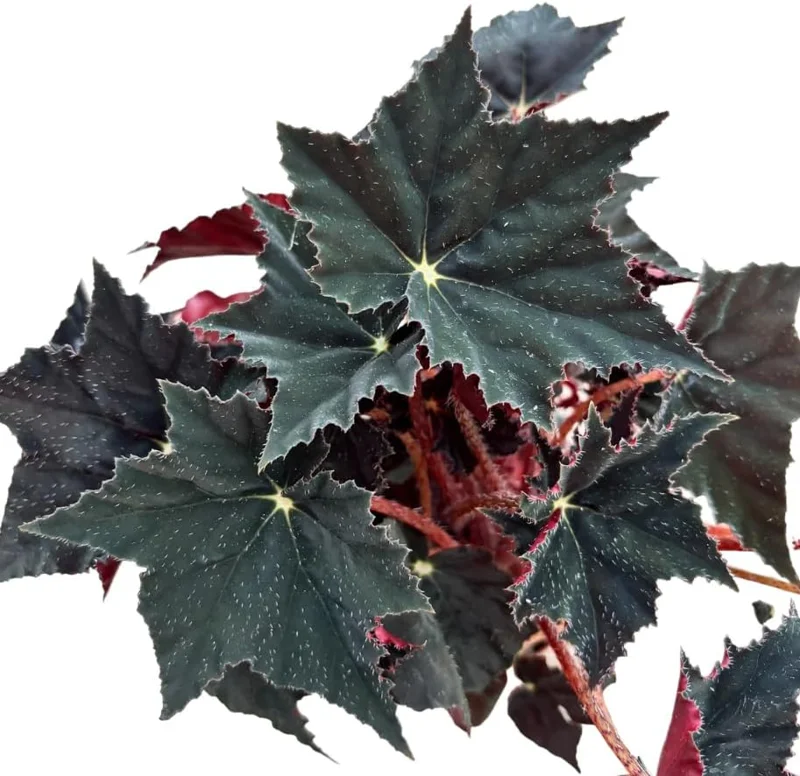 Black Velvet Begonia Live Plant - Fuzzy Leaf Indoor Begonia Plant, 4" Pot - Image 4