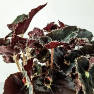 Black Velvet Begonia Live Plant – Fuzzy Leaf Indoor Houseplant – 4