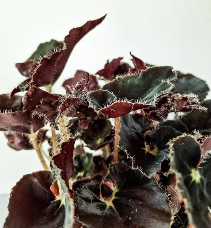 Black Velvet Begonia Live Plant – Fuzzy Leaf Indoor Houseplant – 4" Pot - Image 4