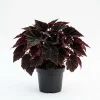 Black Velvet Begonia Live Plant - Fuzzy Leaf Indoor Begonia Plant, 4" Pot - Image 1