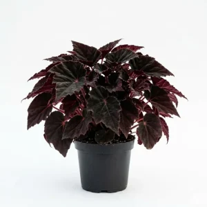 Black Velvet Begonia Live Plant - Fuzzy Leaf Indoor Begonia Plant, 4